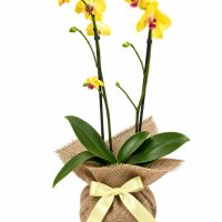 Orquídea: Belleza Exótica - Primavera